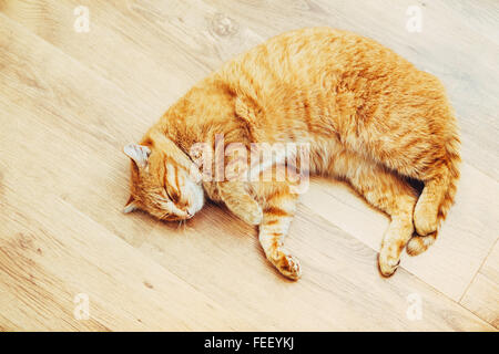 Friedliche Orange Rot Tabby Katze Kitten männlich zusammengerollt schläft In seinem Bett auf Laminatboden. Stockfoto