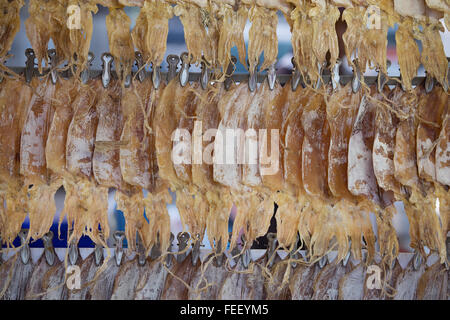 Tintenfisch trocknen in zum Verkauf am Markt Stockfoto