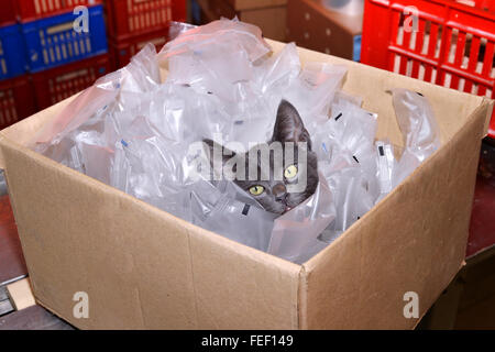 Heimatlose Katze sitzt in einem Karton, inklusive Kunststoff-Verpackungen auf Lager. Stockfoto