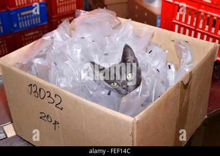 Heimatlose Katze sitzt in einem Karton, inklusive Kunststoff-Verpackungen auf Lager. Stockfoto