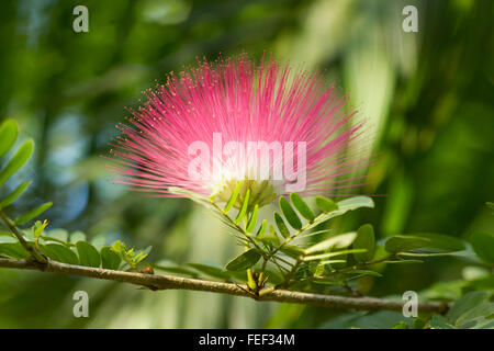 Raintree Blume in voller Blüte. Goa, Indien Stockfoto