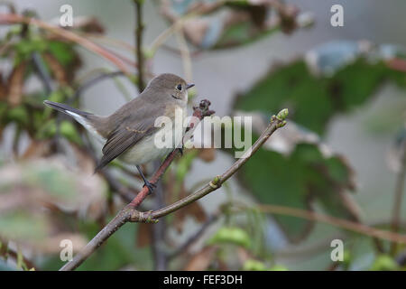 Red-breasted Fliegenschnäpper (Ficedula Parva), juvenile, Mainland, Shetland, Schottland, UK. Stockfoto