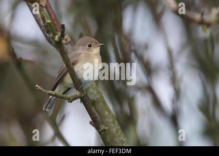 Red-breasted Fliegenschnäpper (Ficedula Parva), juvenile, Mainland, Shetland, Schottland, UK. Stockfoto