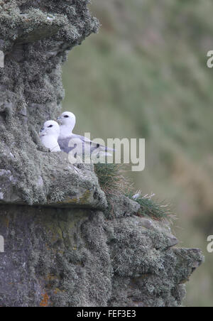 Nördliche Eissturmvogel (Fulmarus Cyclopoida) Paar sitzt auf einer Klippe Felsvorsprung, Mainland, Shetland, Scotland, UK. Stockfoto