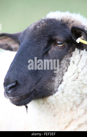 Black-faced Schaf, Nahaufnahme des Gesichts, Mainland, Shetland, Scotland, UK. Stockfoto