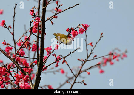 Qingyuan, chinesischen Provinz Guangdong. 6. Februar 2016. Ein Vogel sucht nach Essen auf einem Zweig in Qingyuan City, Süd-China Guangdong Province, 6. Februar 2016. Der Frühling kommt in den südlichen Teil von China. © Li Zuomiao/Xinhua/Alamy Live-Nachrichten Stockfoto