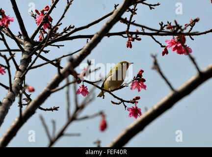 Qingyuan, chinesischen Provinz Guangdong. 6. Februar 2016. Ein Vogel sucht nach Essen auf einem Zweig in Qingyuan City, Süd-China Guangdong Province, 6. Februar 2016. Der Frühling kommt in den südlichen Teil von China. © Li Zuomiao/Xinhua/Alamy Live-Nachrichten Stockfoto