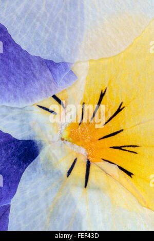 Gepresste Blumen abstrakt Stockfoto