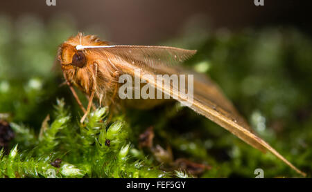 Gefiederten Dorn (Colotois Pennaria) Motte. Eine Motte in der Familie Geometridae zeigt beeindruckende gefiederten Antennen Stockfoto