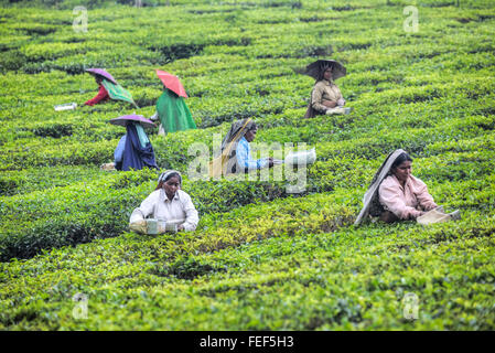 Teeplantage, Thekkady, Periyar, Kerala, Indien, Südasien Stockfoto