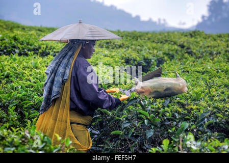 Teeplantage, Thekkady, Periyar, Kerala, Indien, Südasien Stockfoto