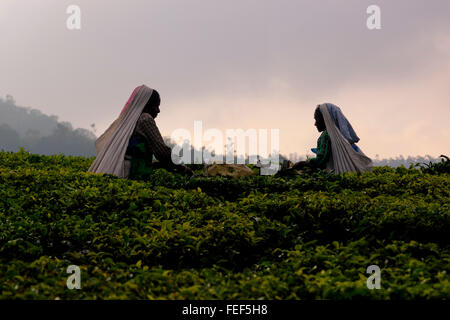 Teeplantage, Thekkady, Periyar, Kerala, Indien, Südasien Stockfoto