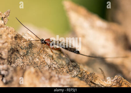 Perithous Ichneumon Wasp mit langen Legebohrer. Eine rote, weiße und schwarze Schlupfwespe in der Familie Ichneumonidae Stockfoto