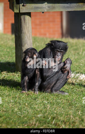 Captive Baby Schimpansen mit Mutter in Ape Gehäuse Stockfoto