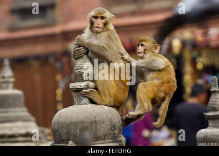 Kathmandu, Nepal. 6. Februar 2016. Affen spielen bei der Swayambhunath Stupa, allgemein bekannt als die Affentempel in Kathmandu, Hauptstadt von Nepal, 6. Februar 2016. Der chinesische Mondkalender weist ein Tiersymbol jedes Jahr in einem Zyklus von 12 Jahren. Nach dem Horoskop ist 2016 das Jahr des Affen ab 8. Februar. © Pratap Thapa/Xinhua/Alamy Live-Nachrichten Stockfoto