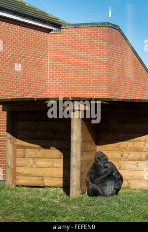 Weiblichen Gorilla in Gefangenschaft, Tywcross Zoo, Leicestershire, UK. Stockfoto