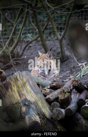 Luchs (Felis Lynx) in Gefangenschaft, Dudley Zoo Stockfoto