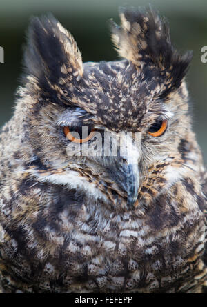 Eurasische Adler-Eule, Orange Augen Eule, Eulenkopf geschossen Stockfoto