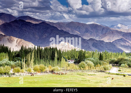 Ansicht von Thikse Gompa durch das Indus-Tal in Ladakh, Indien. Diese Gompa liegt auf einem Hügel im Dorf von Thikse. Stockfoto