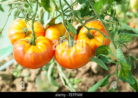 Bio-Tomaten im Gewächshaus Stockfoto