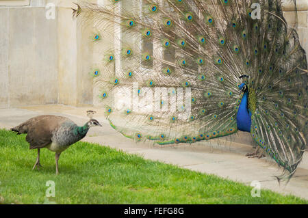 Pfau, männliche und weibliche Paarung wirbt auf grünen Rasen im Königlichen Bäder Park in Warschau, Polen Stockfoto