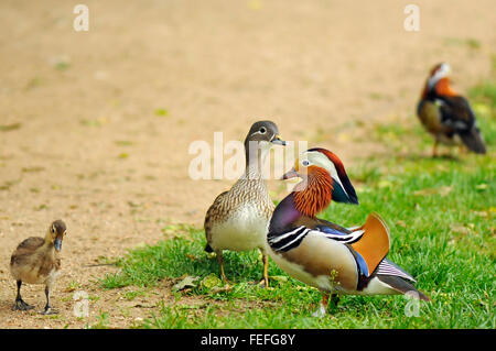 Mandarin Ente männliche und weibliche und kleine Entlein im Königlichen Bäder Park in Warschau, Polen. Stockfoto