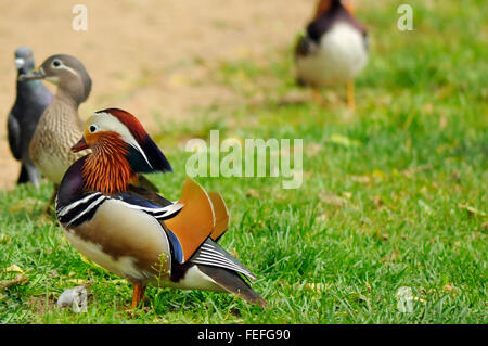 Männliche und weibliche Mandarinente und Taube im Königlichen Bäder Park in Warschau, Polen. Stockfoto