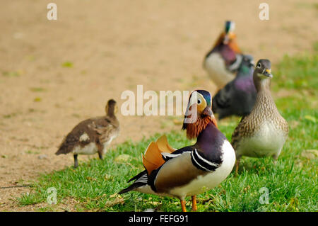 Mandarin-Enten, Tauben und Baby Entenküken im Königlichen Bäder Park in Warschau, Polen. Stockfoto