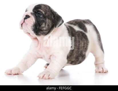 sieben Wochen alte englische Bulldogge Welpen isoliert auf weißem Hintergrund Stockfoto