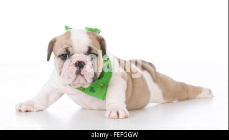 sieben Wochen alte englische Bulldogge Welpen isoliert auf weißem Hintergrund Stockfoto