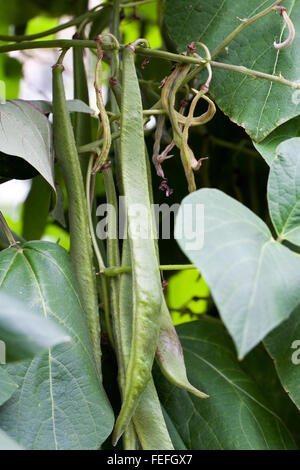 Phaseolus Coccineus. Runner Bean "Feuersturm". Stockfoto