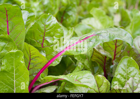Mangold "Rosa; im Gemüsegarten. Stockfoto