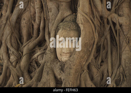 Buddha Kopf in den Wurzeln eines Baumes eingeklemmt, Wat Phra Mahathat, Ayutthaya, Thailand, Asien. Stockfoto