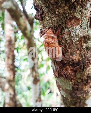 Große Zikade Shell auf dem Baum. Stockfoto