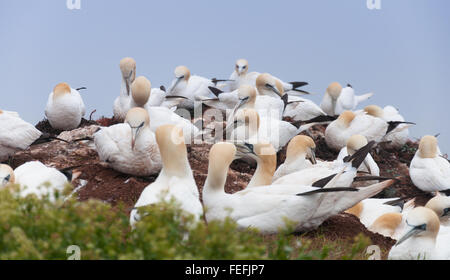 Basstölpel auf Helgoland, Deutschland Stockfoto