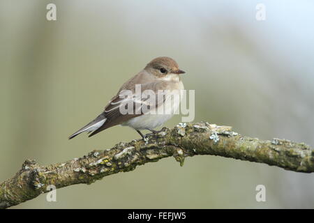 Pied Flycatcher (Ficedula Hypoleuca), St. Agnes, Isles of Scilly UK Stockfoto