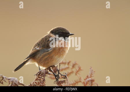 Männlichen europäischen Schwarzkehlchen (Saxicola Rubicola), Lands End, Cornwall UK Stockfoto