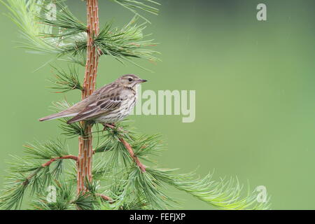 Baum-Pieper (Anthus Trivialis), Wald des Dekans, Gloucestershire UK Stockfoto