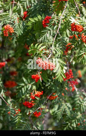 Prunus Serotina rote Früchte, Zweige, Cluster Sag Baum und grüne Blätter der Pflanze wächst in Polen. Stockfoto