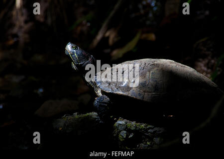 Panamas Tierwelt mit einer Rotrohrschildkröte, Chrysemys ornata, die Sonne im Regenwald des Metropolitan Park, Republik Panama, genießt Stockfoto
