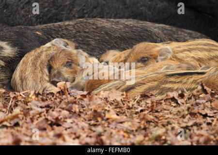 Ferkel Wildschwein (Sus Scrofa), sleeping Forest of Dean UK Stockfoto