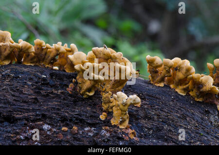 Behaarte Vorhang Kruste (Stereum Hirsutum) Pilze wachsen auf Baumrinde. Spanien Stockfoto