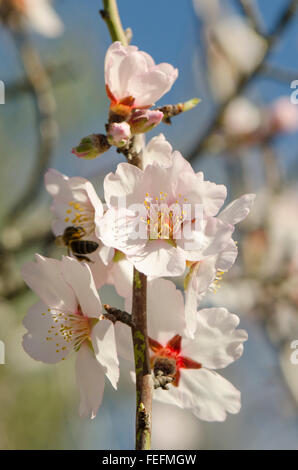 Süße Mandelblüte, Prunus Dulcis, blühend, Malaga, Spanien. Stockfoto