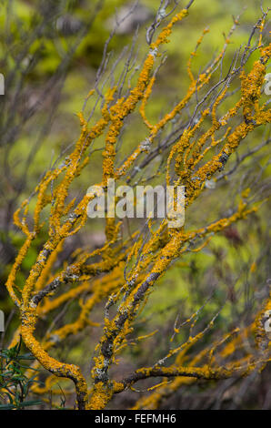 Gelbe Flechten auf Äste, maritime Sunburst Flechten, Spanien. Stockfoto