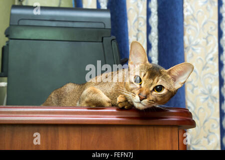 Abessinier Katze liegend auf einem Tisch und schaut in die Kamera Stockfoto