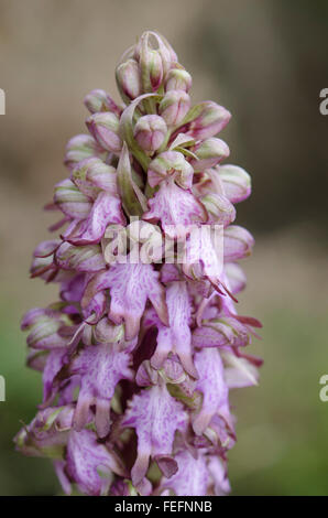 Riesigen Orchidee, Barlia Robertiana, Andalusien, Südspanien. Stockfoto