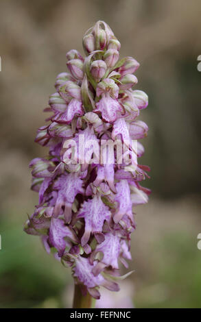 Riesigen Orchidee, Barlia Robertiana, Andalusien, Südspanien. Stockfoto