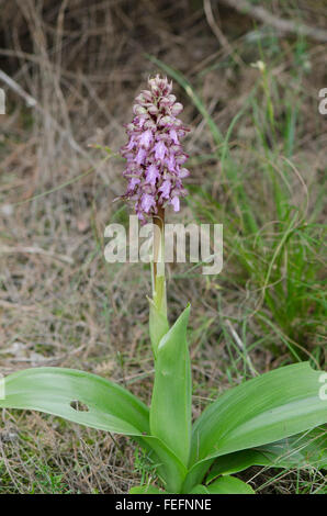 Riesigen Orchidee, Barlia Robertiana, Andalusien, Südspanien. Stockfoto