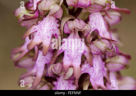 Riesigen Orchidee, Barlia Robertiana, Andalusien, Südspanien. Stockfoto