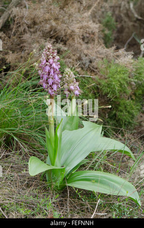 Riesigen Orchidee, Barlia Robertiana, Andalusien, Südspanien. Stockfoto